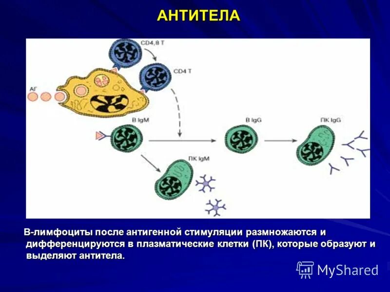 антитела выделяют. нормальные антитела. б-лимфоциты иммунной системы. фолликулярные б лимфоциты. антитела в организме человека.