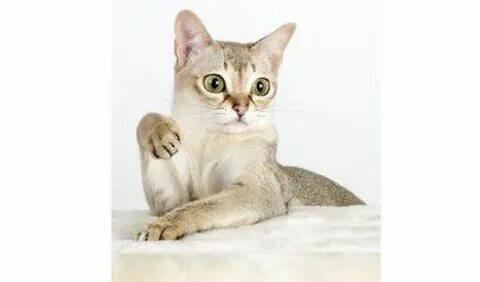 I like cat