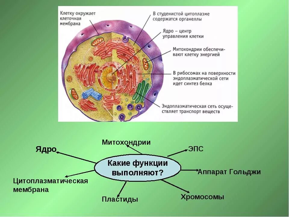 Клеточные органоиды ядра мембраны. Клетка ядро цитоплазма мембрана. Органоиды растительной клетки оболочка ядра. Строение клетки ядро цитоплазма мембрана. Органоид клетки ядро функции