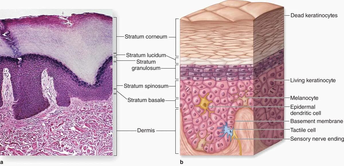 Какая структура дермы образована этой тканью. Stratum granulosum слой кожи. Сетчатый слой эпидермиса.