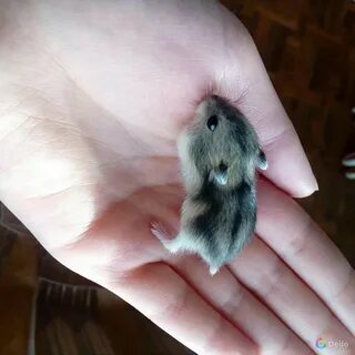 Джунгарские хомяки цвета