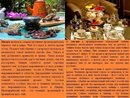 Чай был окультурен в индии