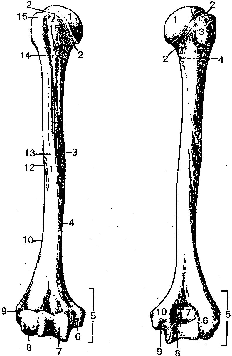Скелет человека трубчатые кости. Плечевая кость анатомия человека строение. Плечевая кость анатомия Синельников. Плечевая кость анатомия схема.