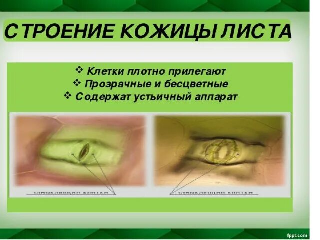 Функция кожицы листа. Бесцветные клетки кожицы листа. кожица листа. кожица листа 6 класс. клетки кожицы листа прозрачны и бесцветны.