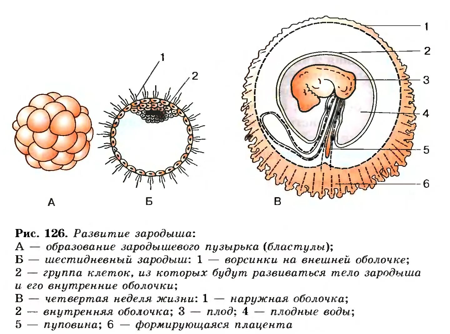 Представители каких классов позвоночных имеют крупные яйцеклетки. Стадии эмбрионального развития схема. Схема развития зародышевых оболочек. Строение зародыша эмбриона человек. Этапы развития зародыша и плода схема.