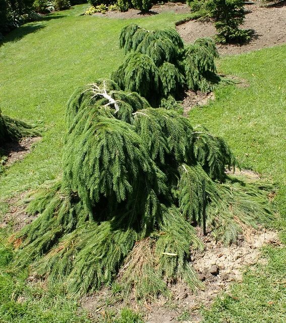 Ель кобра в ландшафтном дизайне фото Gardens of stone, Picea abies, Specimen trees