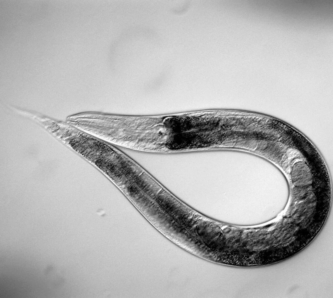 Круглый червь 8. Нематоды Элеганс. Круглый червь Caenorhabditis elegans. Представители круглых червей нематоды. Нематода Caenorhabditis elegans.