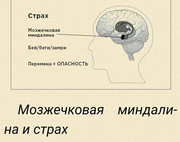 Беги стресс реакция замри. Рептильный мозг лимбический мозг и неокортекс.