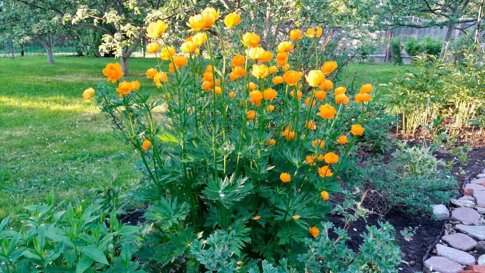 Купальница (trollius). Купальница китайская. Купальница цветок выращивание. Купальница еллоу кинг. Купальница гибридная ‘orange princess’.