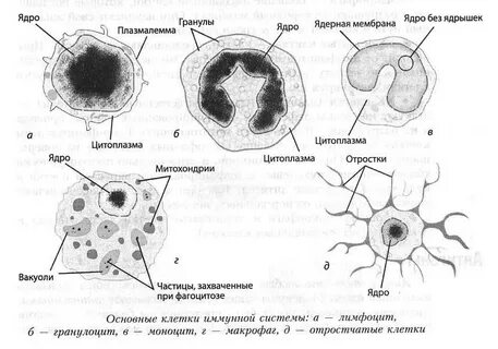 Гранулоциты макрофаги
