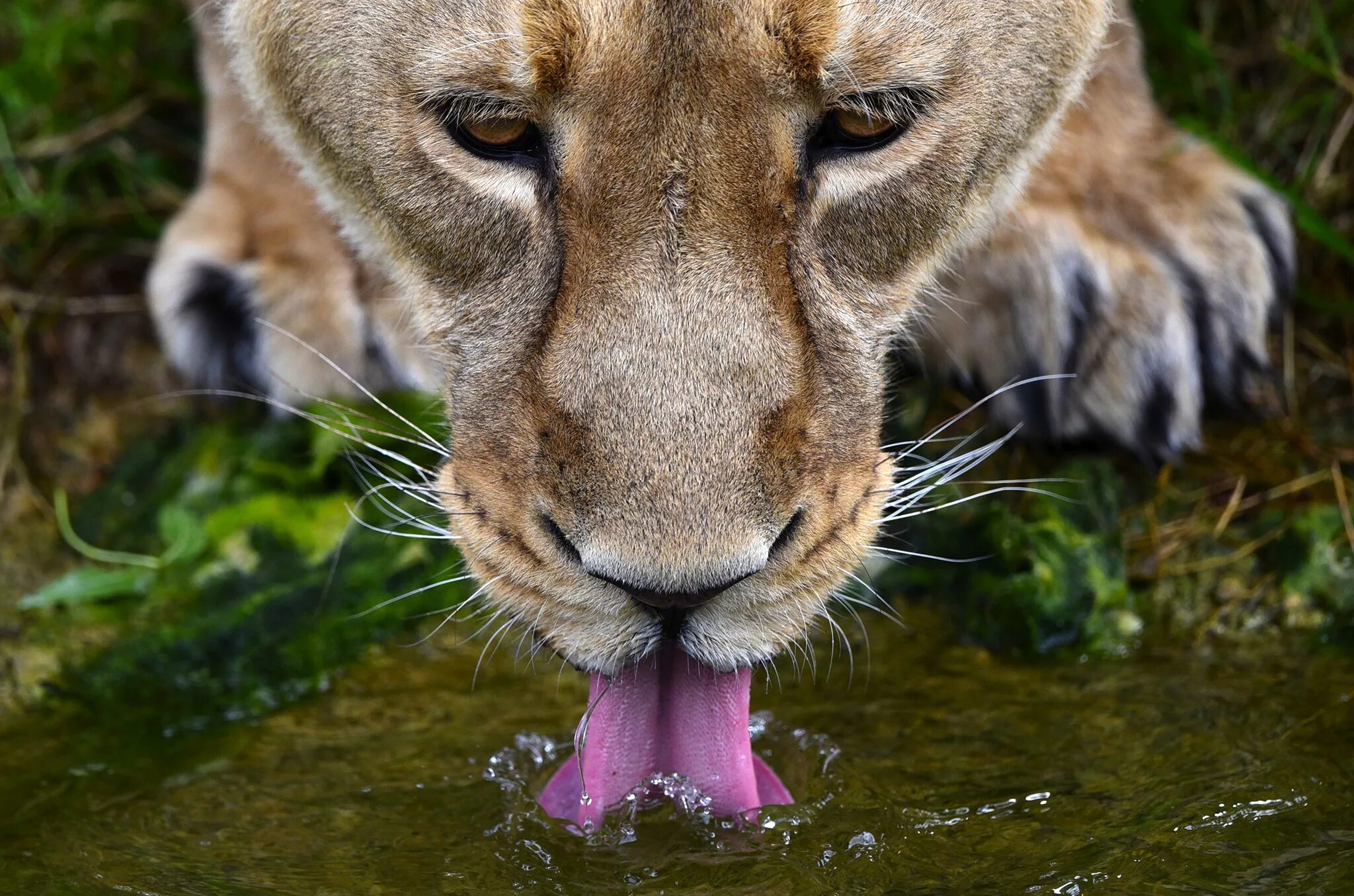 Животные пьют. Любопытный зверь. Львица пьющая воду. Львица пьет воду.