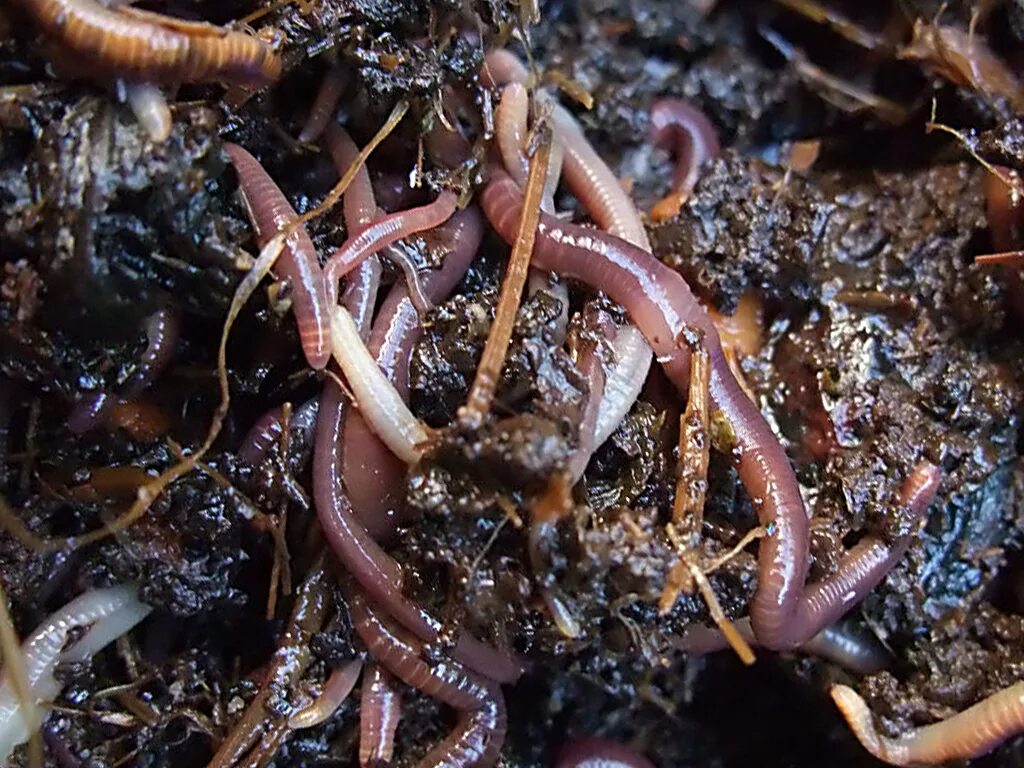 Что едят червяки дождевые. «Дождевые черви – подземные труженики» пронект. Дождевые черви биоиндикаторы.