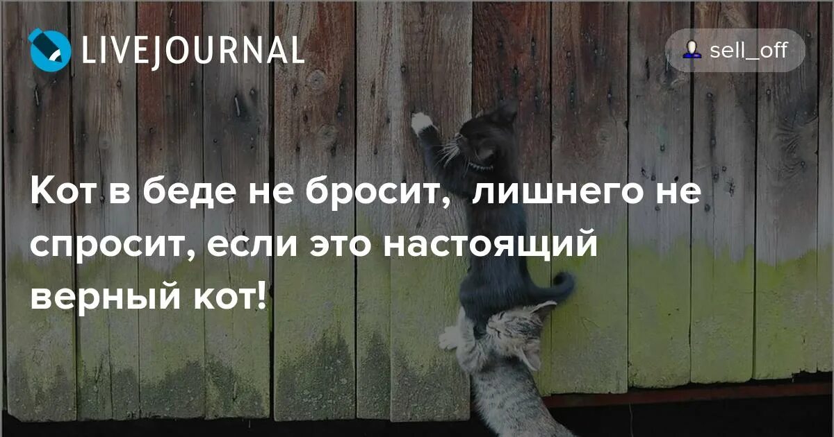 Верный друг не бросит. Кот в беде не бросит лишнего не спросит. Друг в беде не бросит. Кот в беде. Кот в беде не бросит.