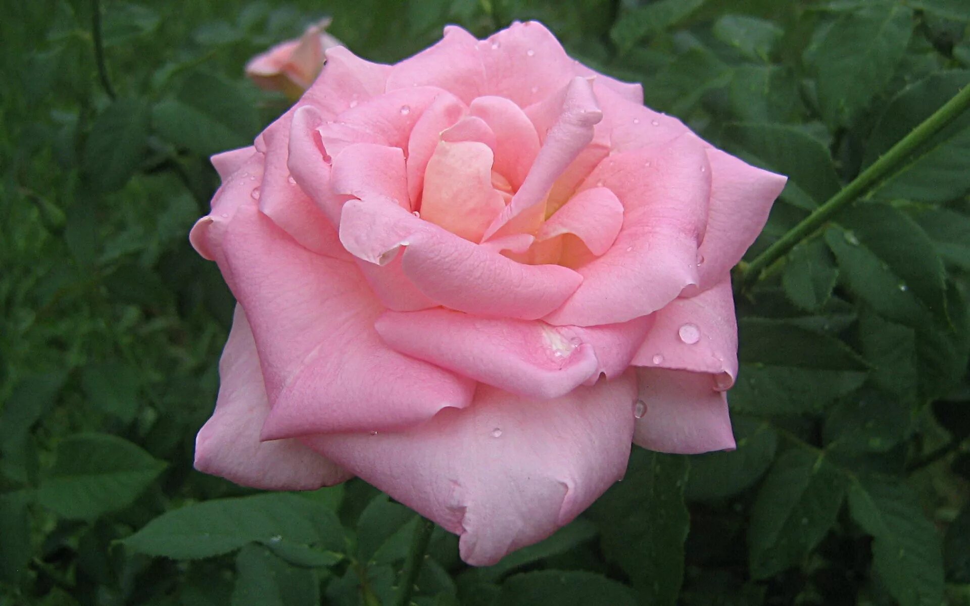 Саженец розы чайно-гибридная (Rose hybrid tea Elle BR) - цена в Оренбурге, купит