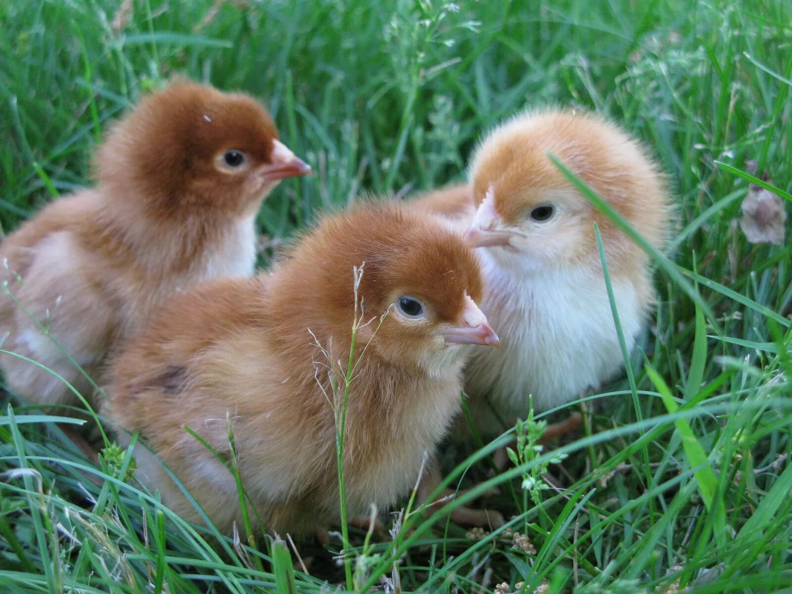 Red chickens