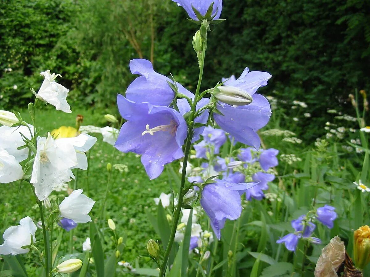 Колокольчик персиколистный (Campanula persicifolia l.). Колокольчик персиколистный (Campanula persicifolia). Колокольчик персиколистный белый, голубой. Колокольчик фонтейн