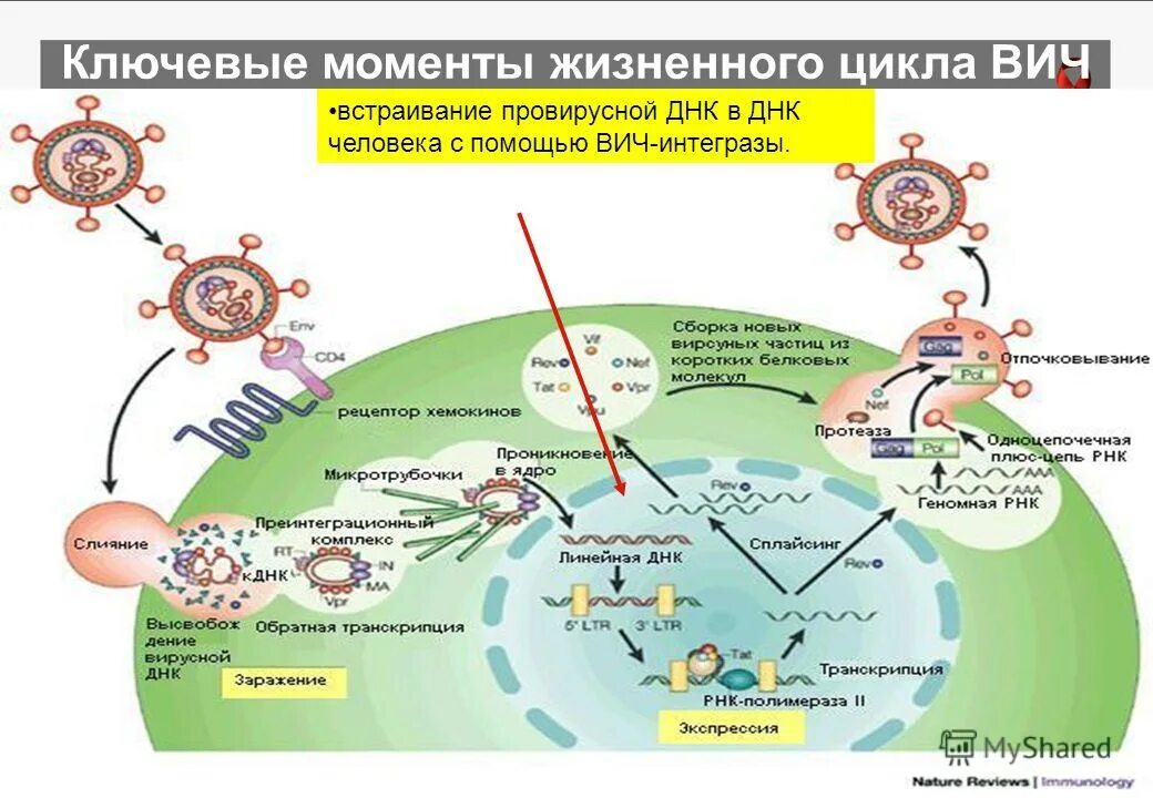 Развитие вич инфекции. Жизненный цикл вируса ВИЧ схема. Жизненный цикл вируса иммунодефицита. Стадии жизненного цикла вируса ВИЧ. Жизненный цикл вируса иммунодефицита человека ВИЧ.