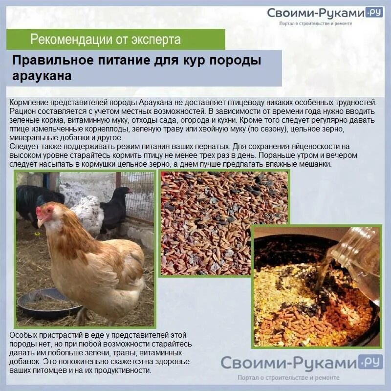 Курица породы Араукана яйценоскость. Кормление кур несушек. Кормление курей несушек. Корм курей несушек в домашних. Чем можно кормить несушек