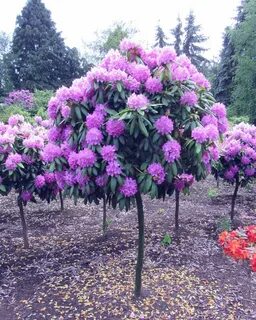 Рододендрон садовый зимостойкий