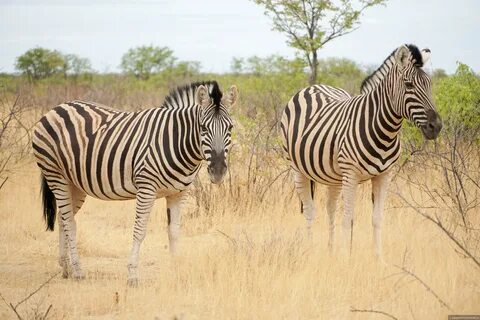 Other africa