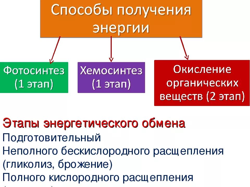 Подготовительный этап обмена белков. Метаболизм этапы энергетического обмена. Этапы энергетического обмена таблица. Обмен веществ энергетический и пластический схема.