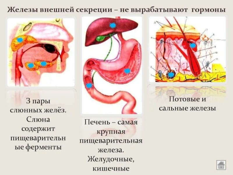 Как отличить железы