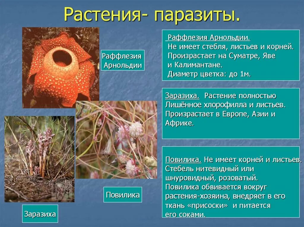 Распределите предложенные растения по группам растения паразиты. Раффлезия растения-паразиты. Раффлезия паразитизм. Раффлезия и повилика. Повилика и заразиха растения паразиты.