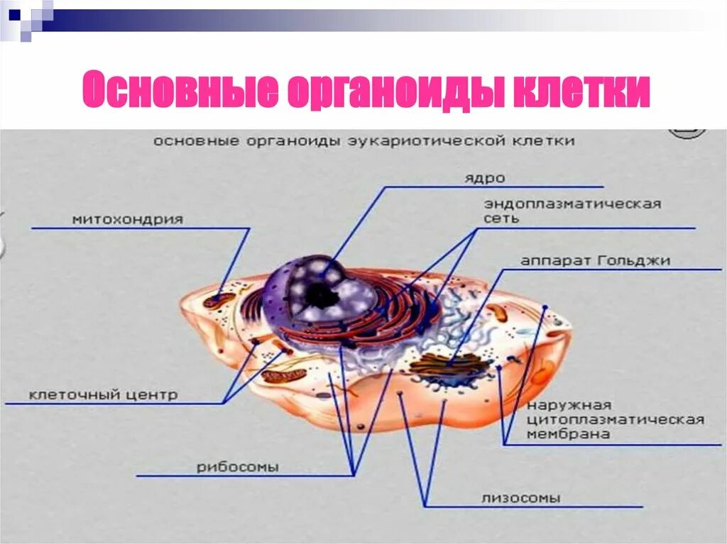 Клетка, органоиды клетки, ядро. Основные органоиды клетки. Основные органеллы клетки. Основные клеточные органоиды. Пищеварительный органоид клетки