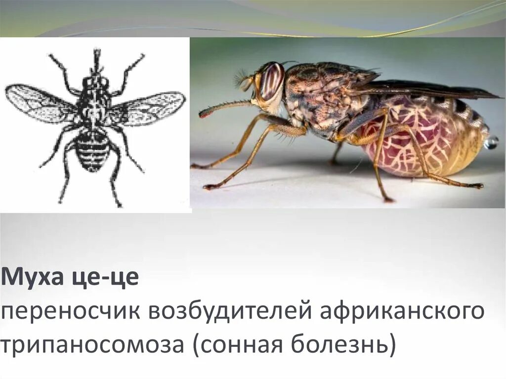 Переносчики опасных заболеваний. Трипаносомы цикл Муха ЦЕЦЕ. Опасные насекомые Муха ЦЕЦЕ.