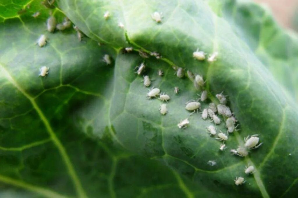 Блошка как избавиться. Капустная белокрылка. Капустная тля (Brevicoryne brassicae.). Тля капустная Brevicoryne brassicae l.. Трипсы белокрылка.