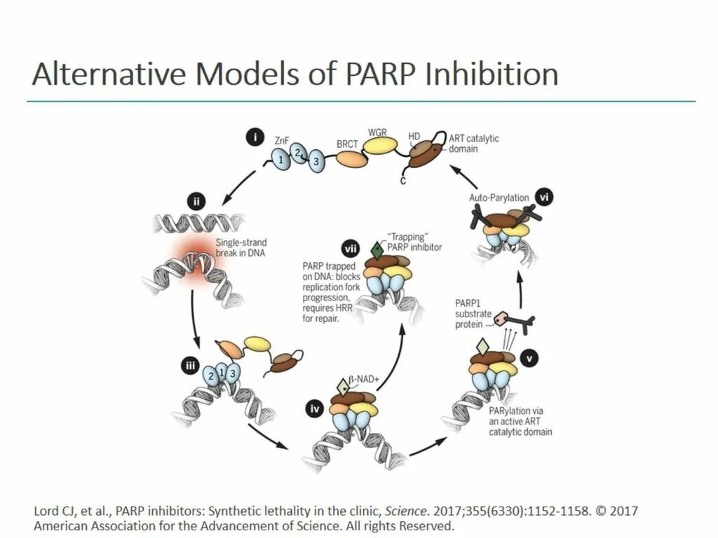 PARP ингибиторы. PARP механизм. Ингибиторы PARP препараты. Олапариб механизм действия. Ингибиторы рака