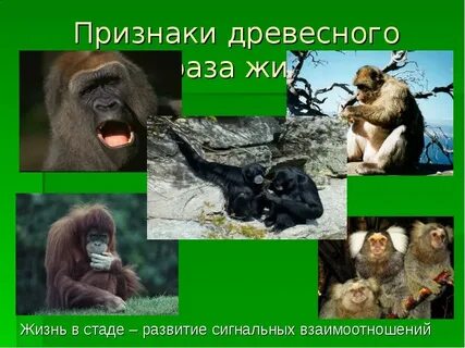 Положение человека в животном мире презентация