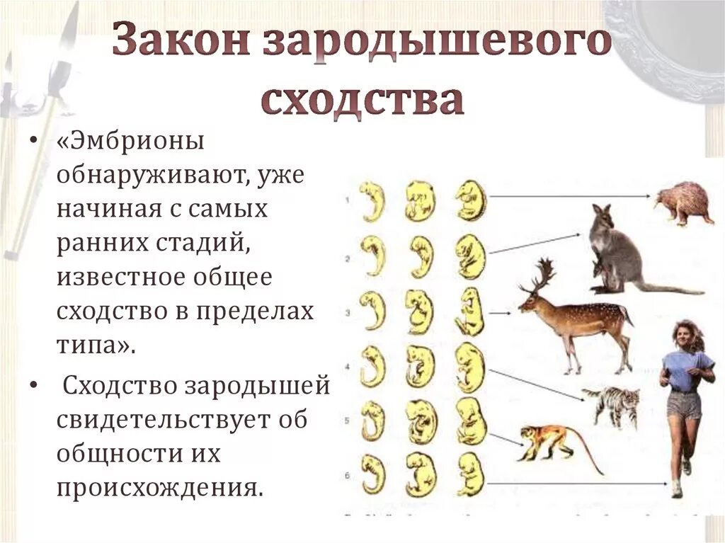 Сходство человека и животных свидетельствует об их. Закон зародышевого сходства схема. Закон зролышевого сзолства. Закон зародышевого сходства. Закон зародышевого сход.