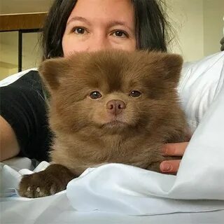 Щенок был похож на