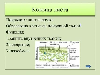 Какую функцию выполняет мякоть листа
