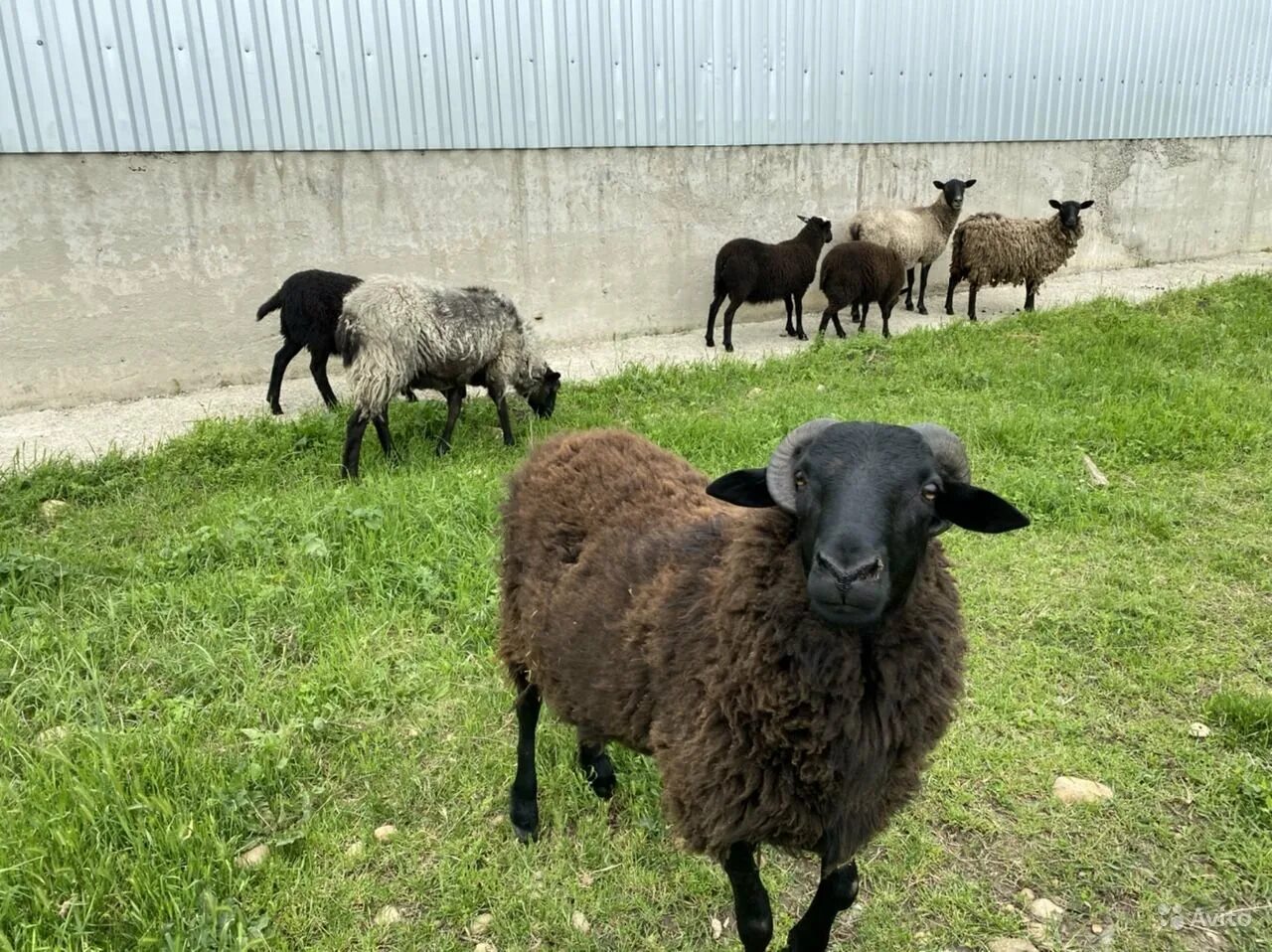Баран Романовской породы. Грубошерстные породы овец Романовская. Порода романовских овец.