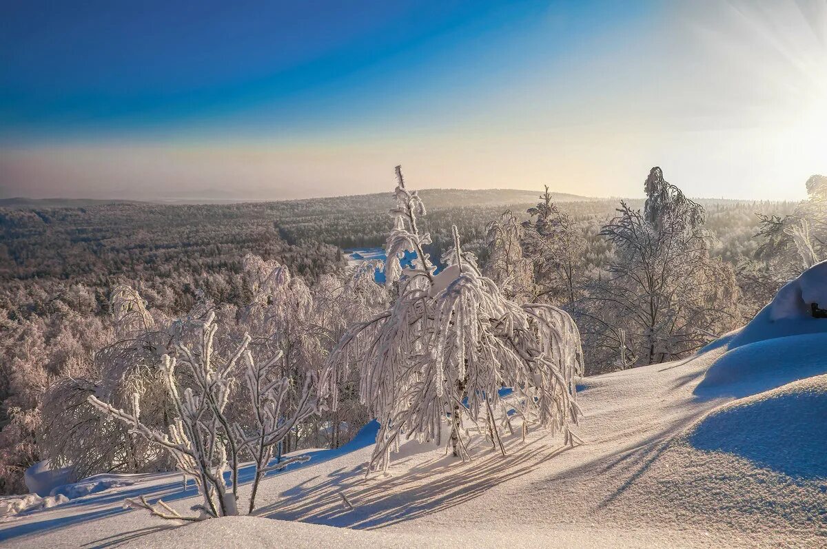 красивый зимний лес. снег и солнце. русская зима. зима солнце полдень. солнце зимой.