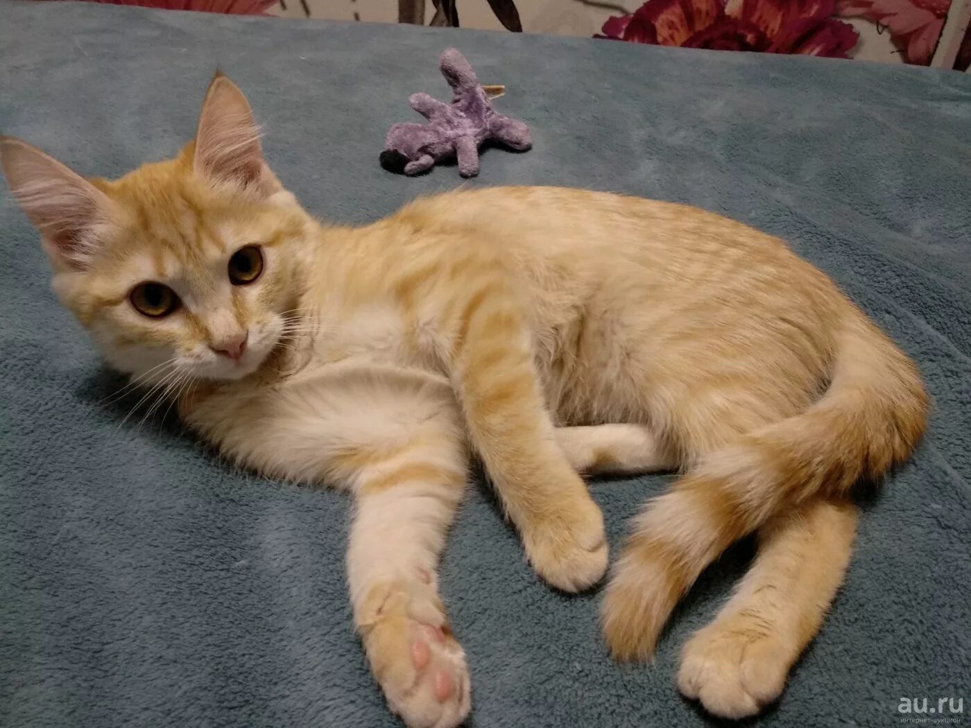 Как выглядит котенок в 5. Котенок 5 месяцев. кот 5 месяцев. котенок 4-5 месяцев. 5 месячный котенок.