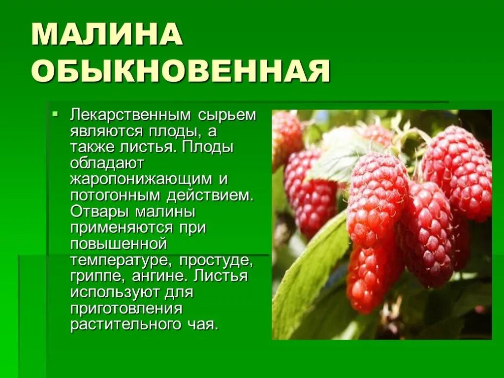 Доклад на тему лекарственную. Малина лекарственное растение. Лекарственные растения доклад. Информация о Малине. Лечебные растения доклад.