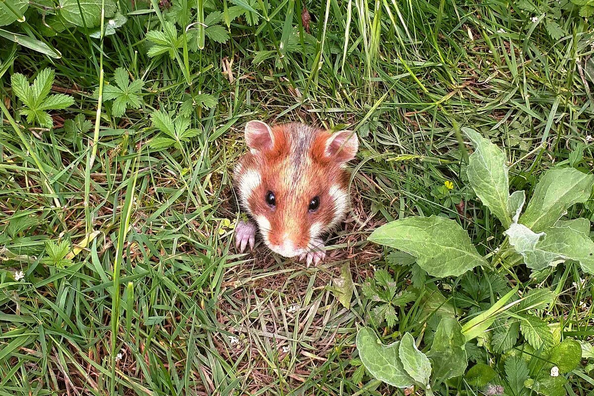 Хомяков на поле. Cricetus Cricetus хомяк. Полевка хомяк.