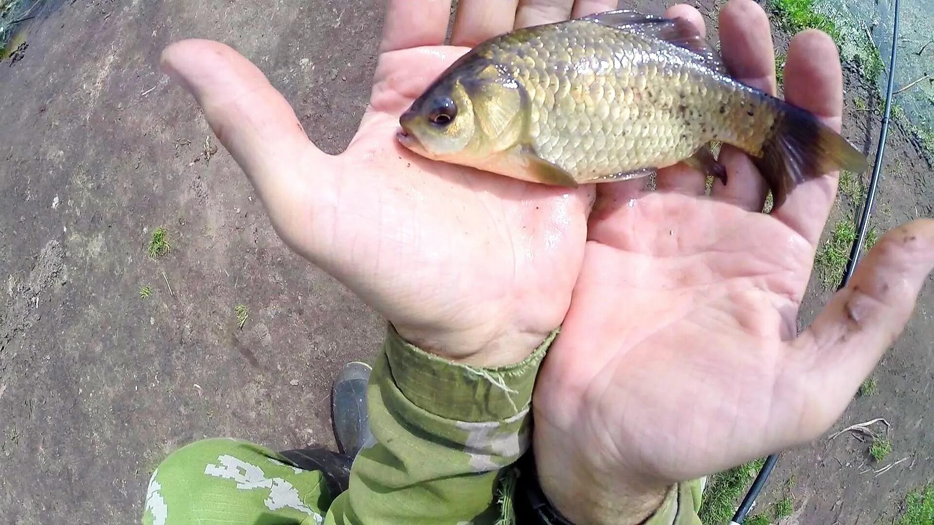 Карась обыкновенный carassius carassius. Круглый золотистый карась. Золотые караси щелково. Золотой карась. Золотой и серебряный карась.