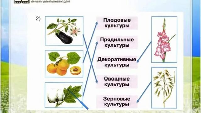 Практическая работа сравни культурные растения. Дикорастущие и культурные растения. Дикорастущие растения 2 класс окружающий. Дикорастущие и культурные растения тетрадь. Дикорастущие и культурные растения 2 класс окружающий мир.