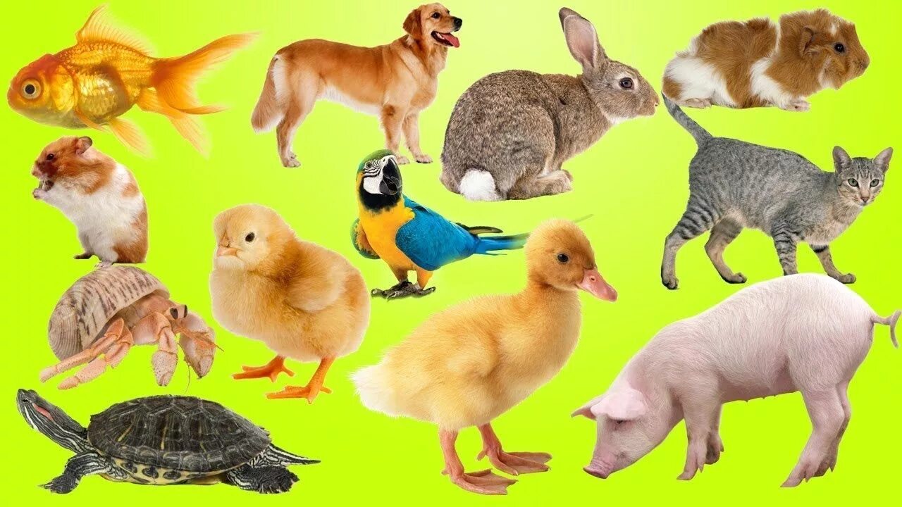 Какое животное учит
