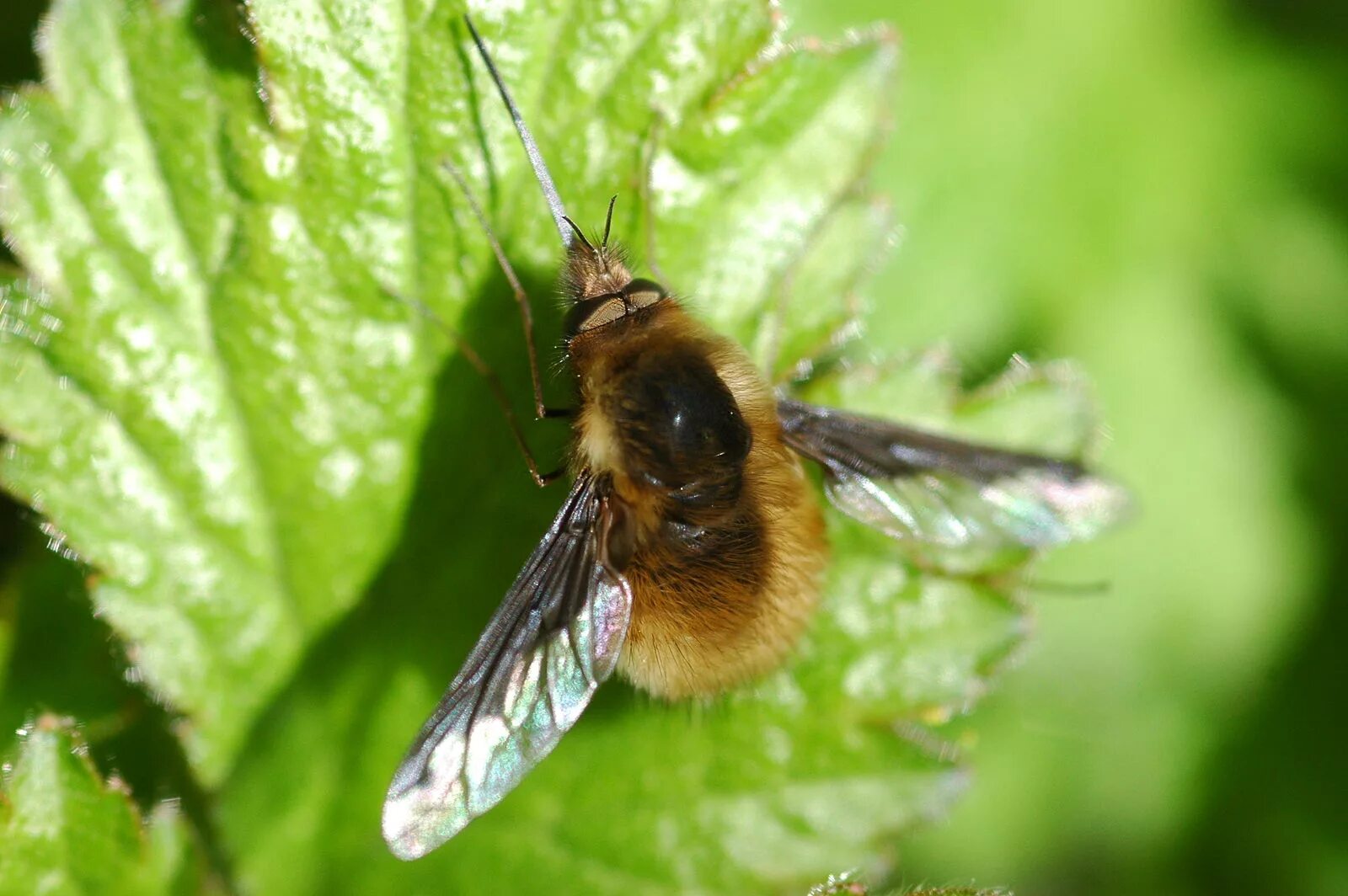 Bee fly. Пчеломуха. Пчеломуха фото. Black-tailed Bee Fly. Bombylius Major.