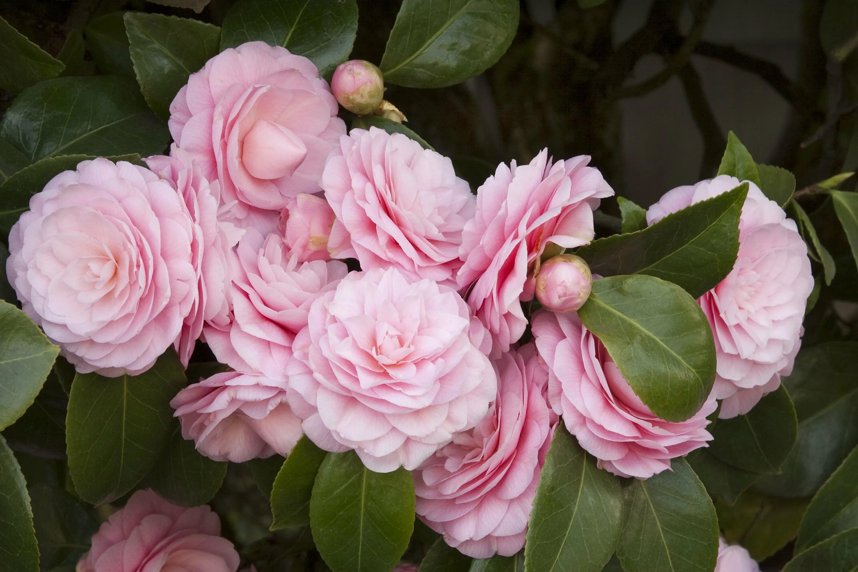 Камелия japonica. Камелия Бономиана. Камелия нуччос Перл. Камелия японская нобилиссима. Камелия морозостойкая