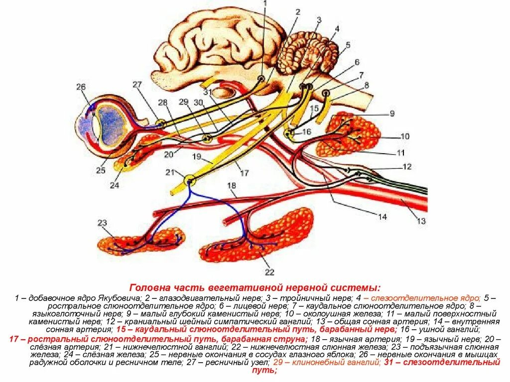 Ядра глазодвигательного нерва схема. Вегетативное ядро глазодвигательного нерва. Краниальные ганглии. Ядра вегетативной нервной системы. Сле с з