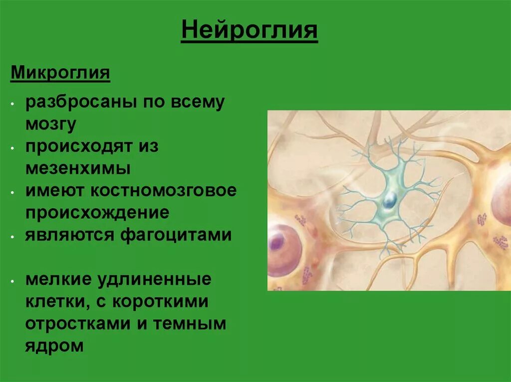 Вспомогательные нервные клетки. Нервная ткань глиальные. Клетки нейроглии строение. Нервная ткань нейроглия. Строение нейрона и нейроглии.