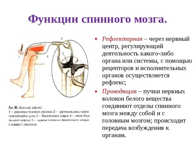 Проводниковая функция спинного мозга осуществляется. Функции спинного мозга рефлекторная функция. биология 8 класс рефлекторные функции спинного мозга. функции спинного мозга 8 класс биология. строение и функции спинного мозга рефлекторная.