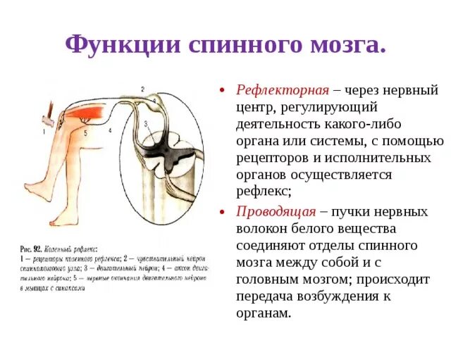 Биология 8 класс рефлекторные функции спинного мозга. Функции спинного мозга 8 класс биология. Строение и функции спинного мозга человека биология. Рефлекторная функция спинного мозга строение.