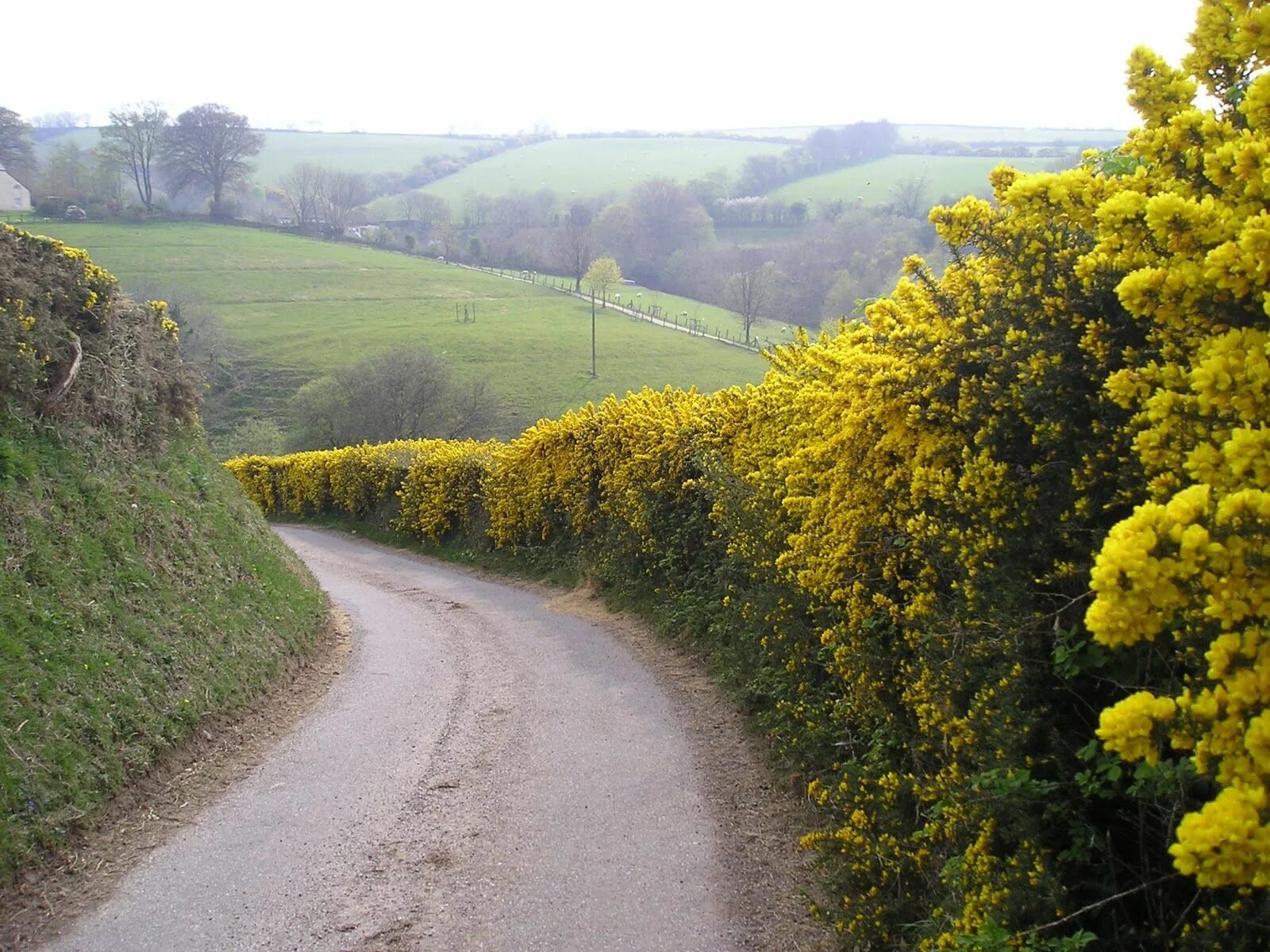 County roads. Hedges in England. England Hedgerow. Hedgerows. Frugi Hedgerow.